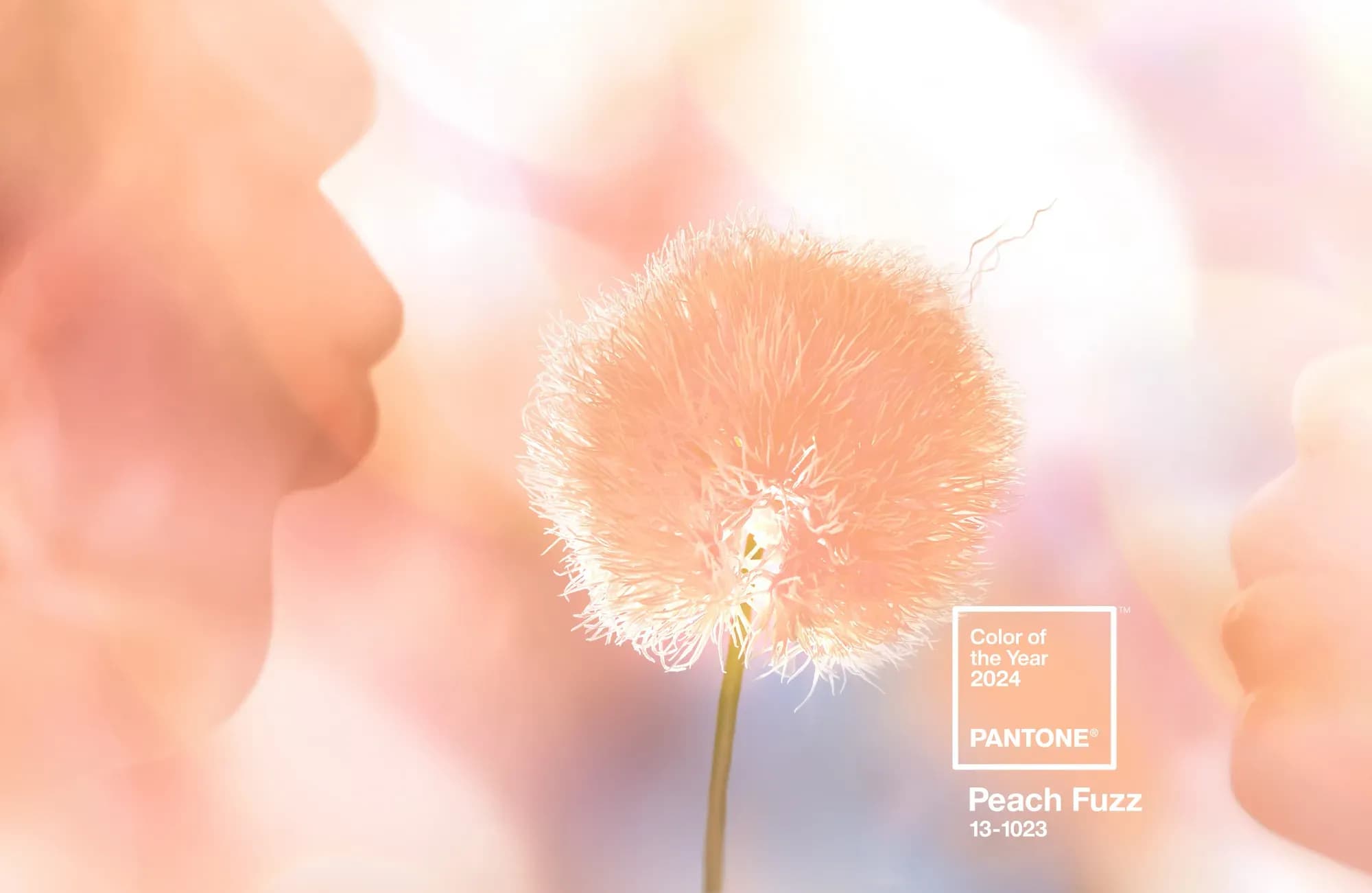 Pantone Color of the Year 2024: Looking Back at 2023 and 2022